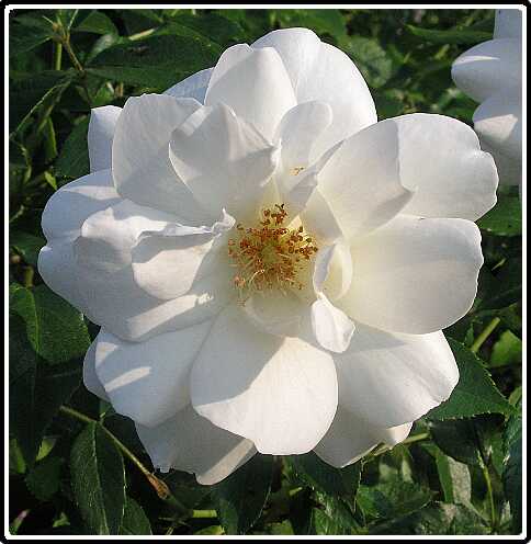 344: RoosP6071760<br>07-06-2003