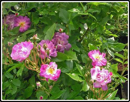 346: RoosP6081781<br>08-06-2003