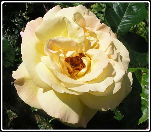 347: RoosP6091785<br>09-06-2003