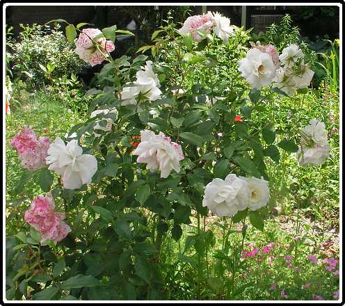 335: RoosP6091799<br>09-06-2003