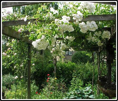 336: RoosP6151882<br>15-06-2003