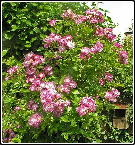 332: RoosP6151884<br>15-06-2003