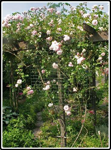 333: RoosP6181903<br>18-06-2003