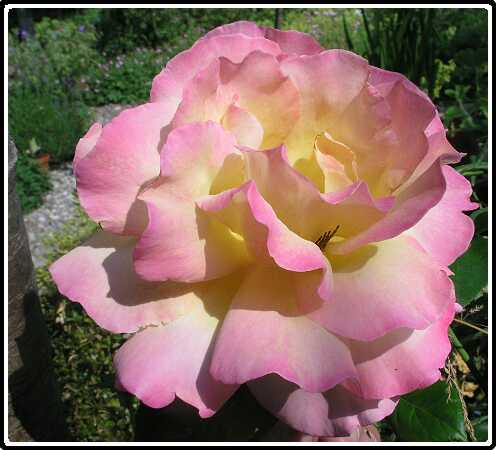 337: RoosP6181908<br>18-06-2003