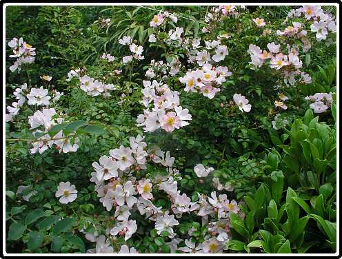 338: RoosP6282060<br>28-06-2003