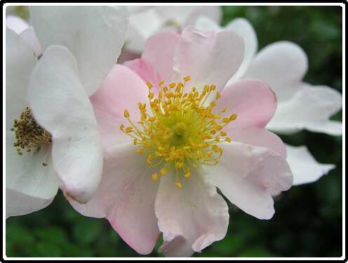 339: RoosP6282061<br>28-06-2003