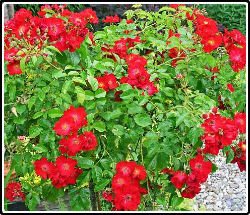 340: RoosP6282067<br>28-06-2003