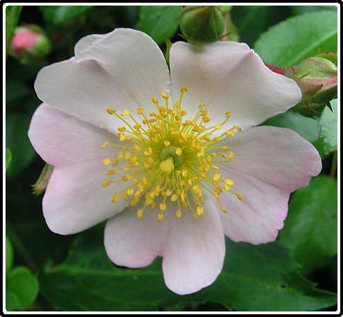 341: RoosP6282079<br>28-06-2003