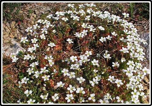 350: SaxifragaP4230983<br>23-04-2003