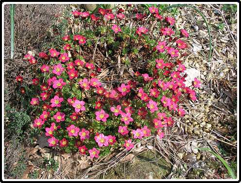 351: SaxifragaP4230984<br>23-04-2003