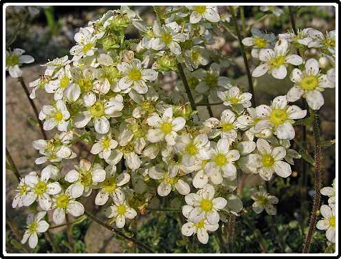 349: SaxifragaP5261400<br>26-05-2003