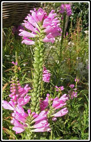 353: ScharnierbloemP9272983<br>27-09-2003