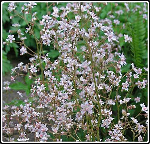 354: SchildersVerdrietP5311488<br>31-05-2003