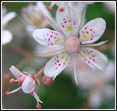 355: SchildersVerdrietP5311490<br>31-05-2003