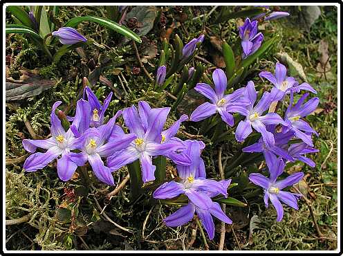 360: ScillaPA3250600<br>25-03-2003