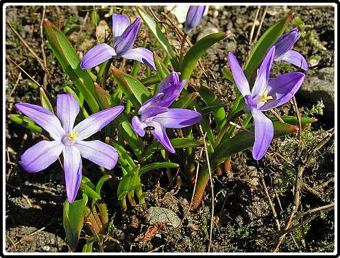 358: ScillaPB3230584<br>23-03-2003