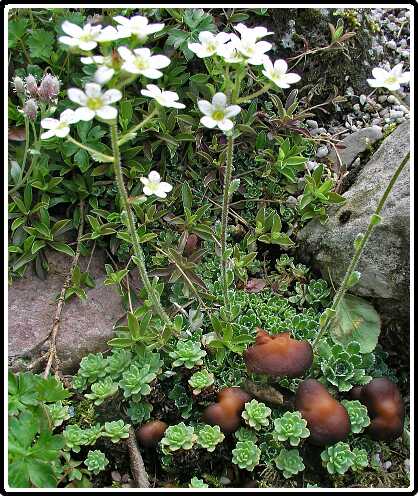 362: SedumP5201341<br>20-05-2003