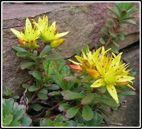 366: SedumP5261389<br>26-05-2003