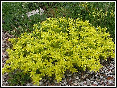 364: SedumP6091798<br>09-06-2003