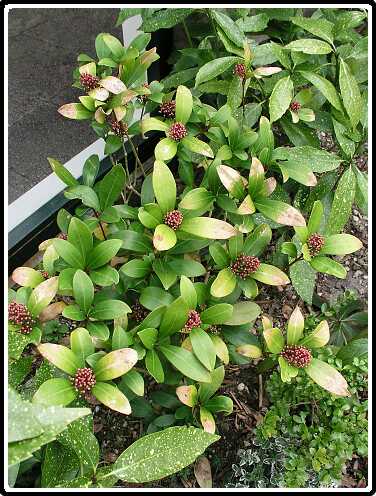 368: SkinniaP3270629<br>27-03-2003