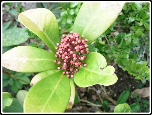 369: SkinniaP3270630<br>27-03-2003