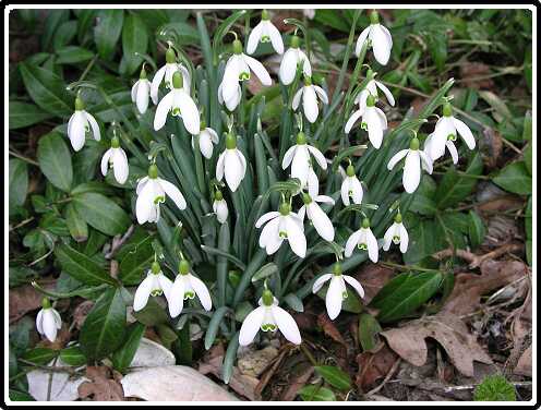 372: SneeuwklokjeP2280112