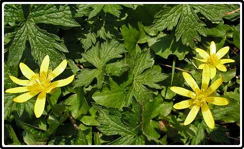 373: SpeenKruidPA4120752<br>12-04-2003