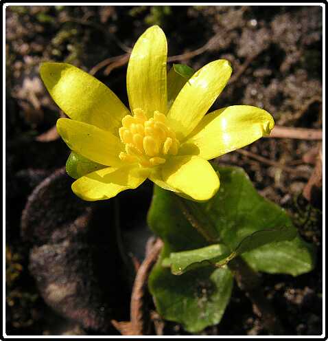 374: SpeenKruidPB4120746<br>12-04-2003