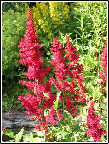 378: SpireaP6232011<br>23-06-2003