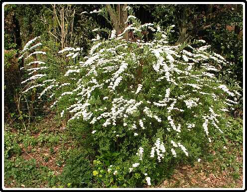 377: SpireaPA4190896<br>19-04-2003