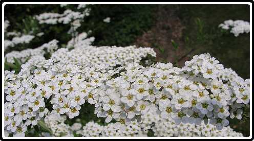 375: SpireaPB4190897<br>19-04-2003