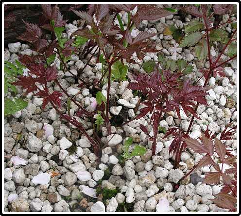 376: SpireaPD4301145<br>30-04-2003