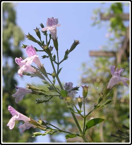 380: SteenTijmP7212433<br>21-07-2003