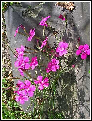 379: SteenanjerP6151877<br>15-06-2003