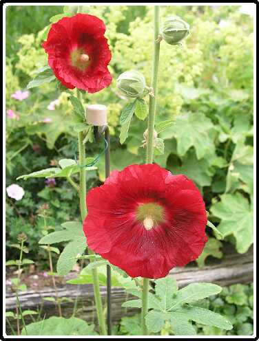 385: StokRoosP6282062<br>28-06-2003