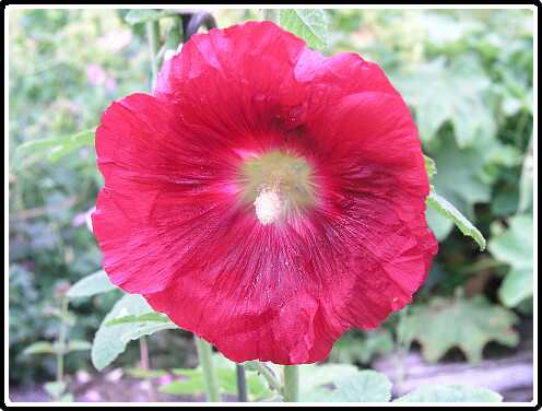 386: StokRoosP6282063<br>28-06-2003