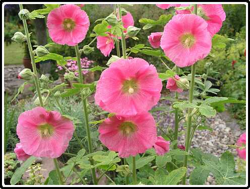 388: StokRoosP6282065<br>28-06-2003