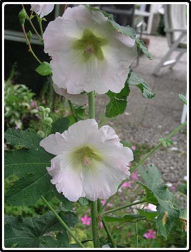 389: StokRoosP6282071<br>28-06-2003