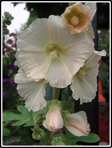 390: StokRoosP6282072<br>28-06-2003