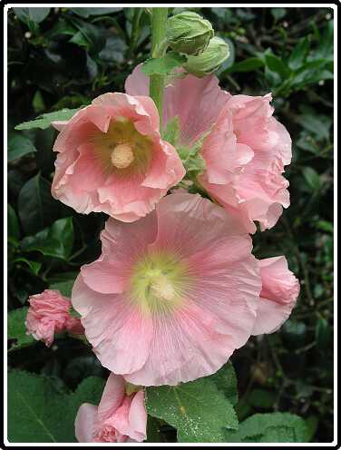 391: StokRoosP6282073<br>28-06-2003