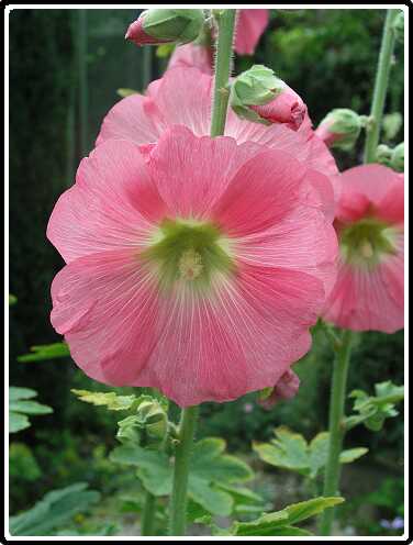 392: StokRoosP6282074<br>28-06-2003