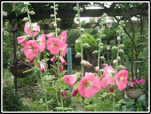 393: StokRoosP6282086<br>28-06-2003