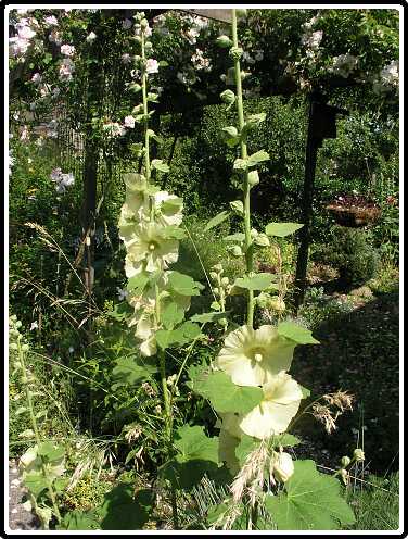 381: StokroosP6231998<br>23-06-2003