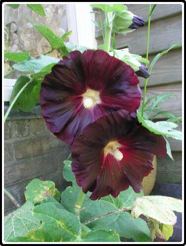 383: StokroosP6232003<br>23-06-2003