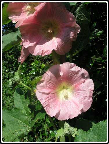 384: StokroosP6232005<br>23-06-2003