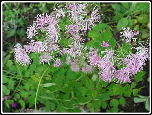 394: TellictrumP5251376<br>25-05-2003