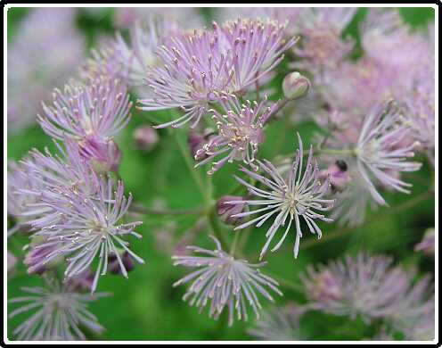 395: TellictrumP5291441<br>29-05-2003