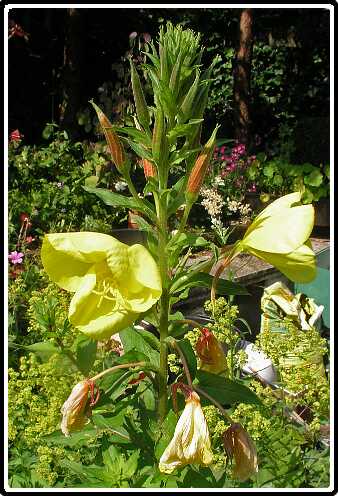 396: TeunisBloemP6232000<br>23-06-2003