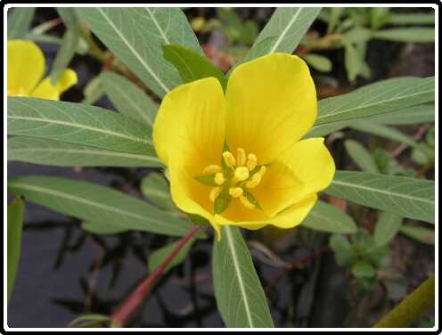 397: TeunisbloemP9272987<br>27-09-2003