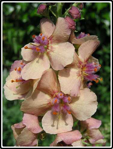 400: ToortsP6031657<br>03-06-2003